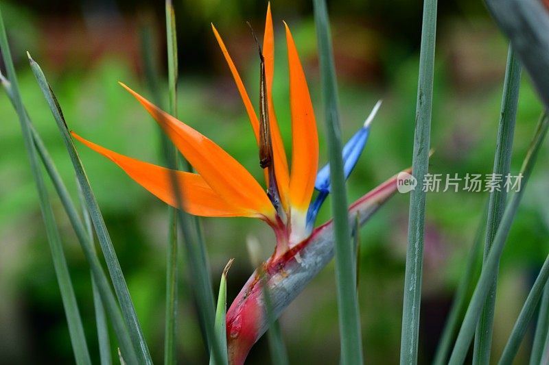 仙鹤/鹤花/天堂鸟